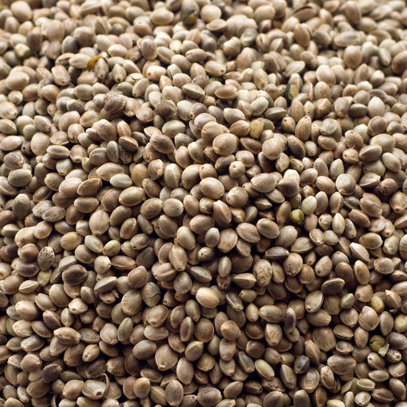 Purchase wholesale hemp seeds.